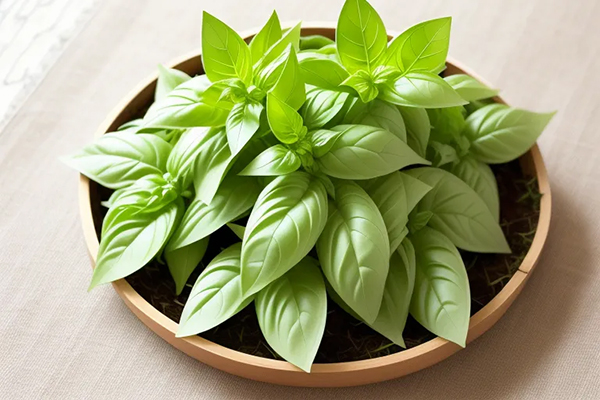 Health Benefits of Basil Leaves